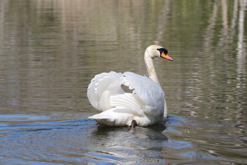 Fototapeta premium Cygne