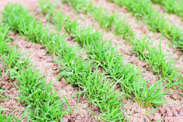 Morning Glory in the vegetable garden