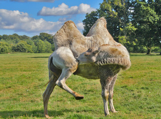 A camel biting its knee