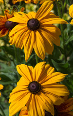Flores de Rudbeckia Bicolor - Flores  de Rudbeckia Bicolor (Rudbeckia hirta)   de colores amarillo y marron  en el verano al sol 