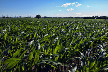 Fototapeta Corn Field on a Sunny Day obraz