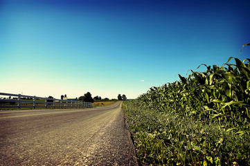 Fototapeta Road Through Corn Field obraz