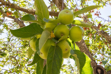 Apple on tree  -  Apple hanging from a branch apple surrounded by leaves