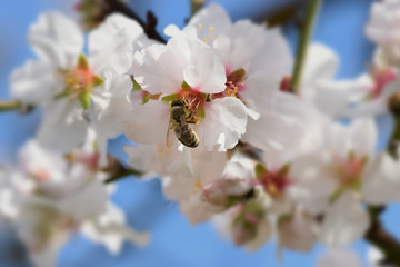 bee on almond tree flower