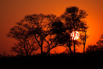 Fototapeta na wymiar Silhouetted African savanna tree at sunset, South Africa.