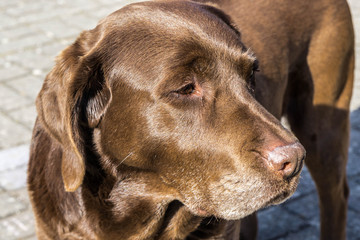 Labrador