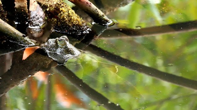 mudskipper fish in mangrove forest