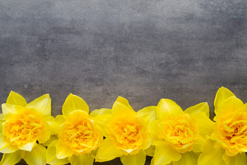 Yellow daffodils on a grey background. Easter greeting card.