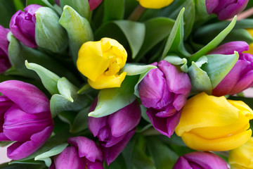 Purple and yellow tulip bouquet. More tulip on the grey backgrou