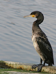 Close up of a cormorant