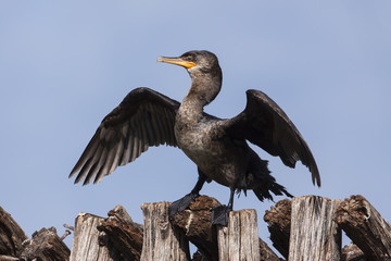 Ave similar a un pelícano (biguá o pato cuervo, Phalacrocorax olivaceus) posado en un muelle y extendiendo sus alas
