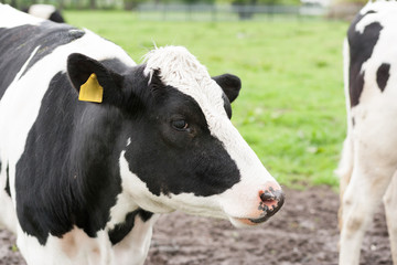 Milchk&uuml;he auf Weide