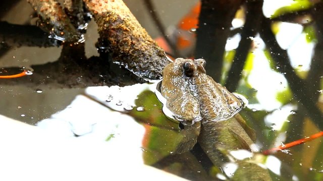 mudskipper fish in mangrove forest