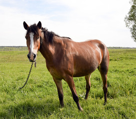 Naklejka na ściany i meble Young beautiful and proud horse/ Young beautiful and proud horse grazing in the meadow near forest on the farmland