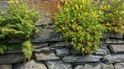 The fern and yelloy flowers on the stone wall