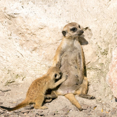 Baby meerkat suckles