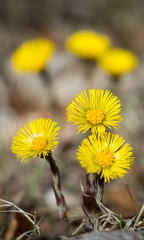 Huflattich / Tussilago farfara / coltsfoot