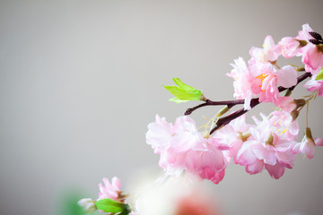 Naklejka na ściany i meble Cherry Blossom with Soft focus and color filter, Sakura season B