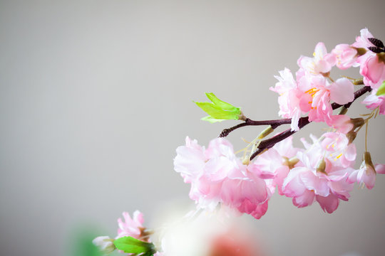 Cherry Blossom with Soft focus and color filter, Sakura season B