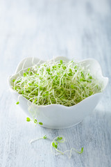fresh clover sprouts healthy food