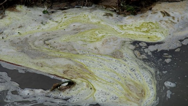 Leakage dirty water from the pond with dirty foam and throwing stones into the water
