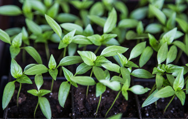 pepper sprouts