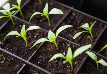 pepper sprouts
