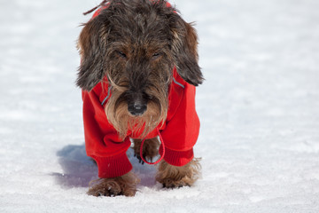 Cane bassotto sulla neve
