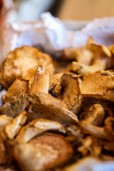 Hedgehog mushroom (Hydnum repandum)