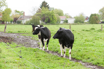 Milchk&uuml;he auf Weide