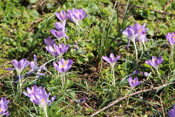 Crocus violet