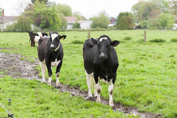 Milchk&uuml;he auf Weide