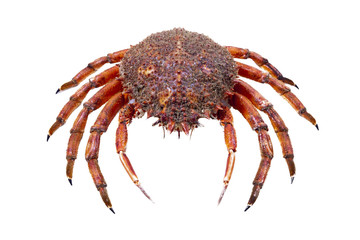 seafood isolated on white background