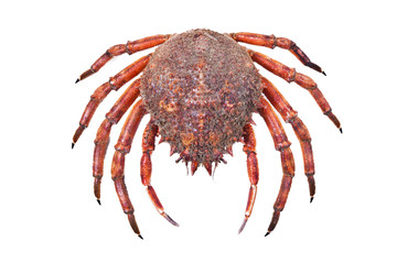 seafood isolated on white background