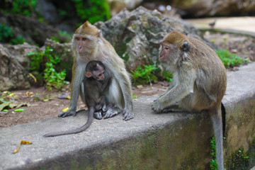 monkey with her baby