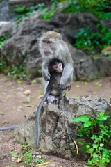 monkey with her baby
