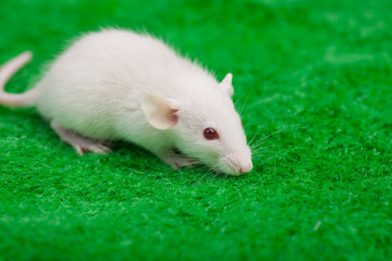 white mouse on a green grass background