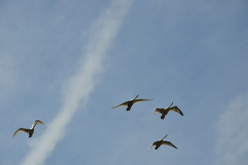 flying goose flock