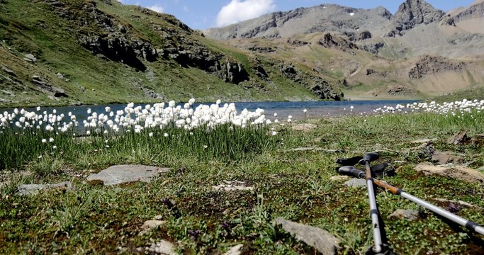 paesaggio con bacchette da trekking, laghetto e Eriophorum Scheuchzeri o piumini mossi dal vento