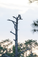 Great Horned Owl near dusk