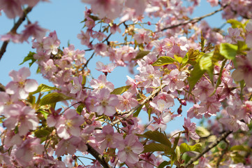 Fototapeta na wymiar Sakura flowers.
