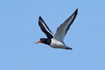 Eurasian oystercatcher (Haematopus ostralegus)