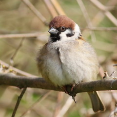 tree sparrow on branch, passer montanus