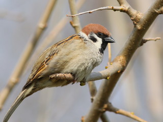 tree sparrow on branch, passer montanus