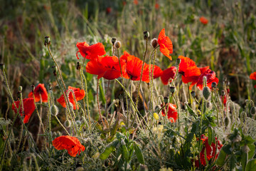 Naklejka premium Wild poppies with dew drops at sunrise