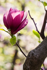 blooming magnolia flowers on sunny day