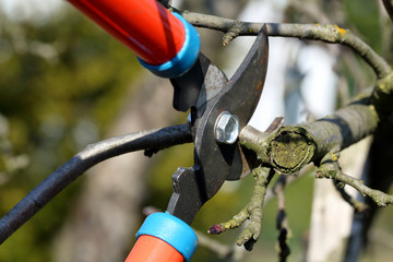 Pruning shears in the garden in early spring
