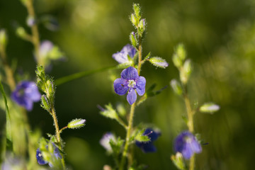 Маленький цветок