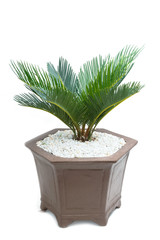 cycad plam tree plant on white background
