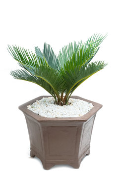 Cycad Plam Tree Plant On White Background